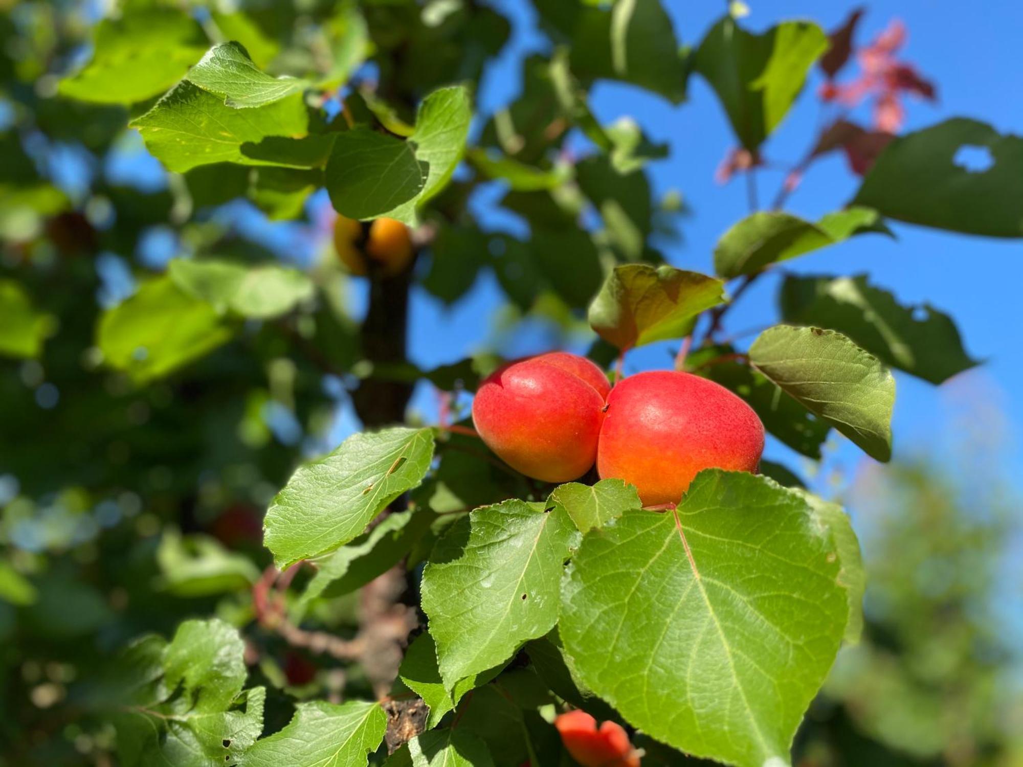 Azienda Agrituristica Il Pago 노바시리마리나 외부 사진