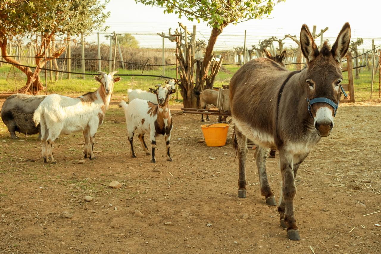 Azienda Agrituristica Il Pago 노바시리마리나 외부 사진